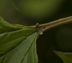 Viburnum opulus opulus