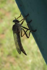 Asilinae