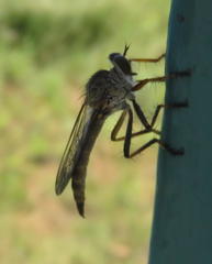 Asilinae