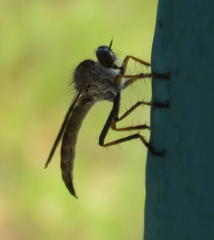 Asilinae