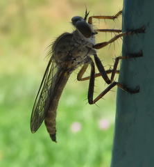 Asilinae