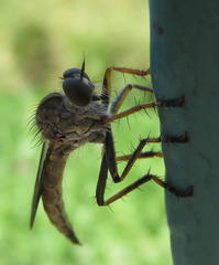 Asilinae