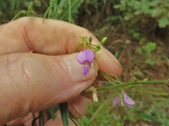Desmodium tenuifolium
