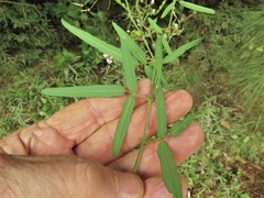 Desmodium tenuifolium