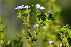Euchaetis