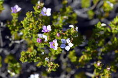 Euchaetis