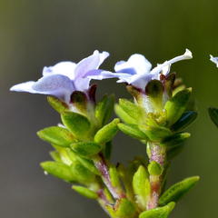 Euchaetis