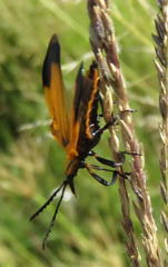 Lycus rostratus