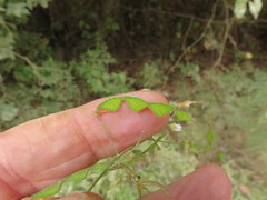 Desmodium tenuifolium