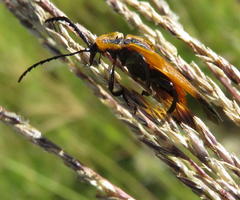 Lycus rostratus