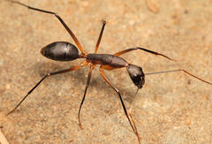 Camponotus etiolipes