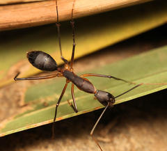 Camponotus etiolipes