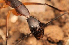 Camponotus etiolipes