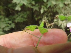 Desmodium tenuifolium