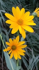 Helianthus tuberosus