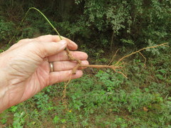 Desmodium tenuifolium