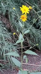 Helianthus tuberosus