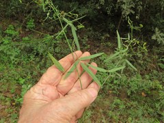 Desmodium tenuifolium