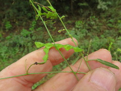 Desmodium tenuifolium