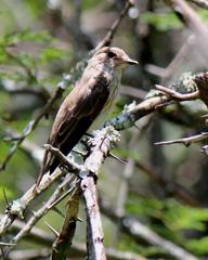 Muscicapa striata striata