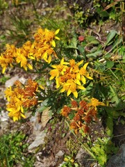 Jacobaea carniolica