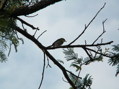 Apalis flavida