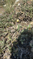 Cylindropuntia whipplei