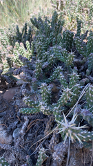 Cylindropuntia whipplei