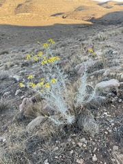 Senecio flaccidus flaccidus