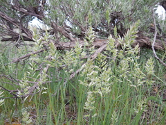 Poa fendleriana