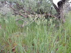 Poa fendleriana
