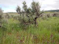 Poa fendleriana