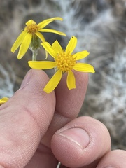 Senecio flaccidus flaccidus