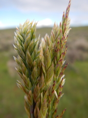 Poa fendleriana