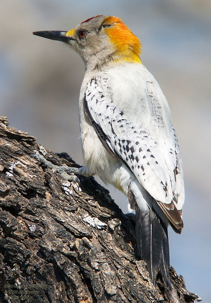 Golden-fronted Woodpecker (Melanerpes aurifrons)