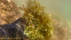 Ericaria selaginoides