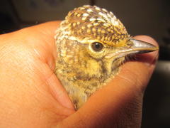 Galerida magnirostris magnirostris