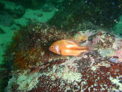 Chrysoblephus laticeps