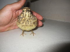 Galerida magnirostris magnirostris