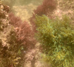 Ericaria selaginoides
