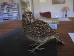 Galerida magnirostris magnirostris
