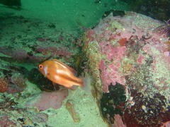 Chrysoblephus laticeps