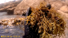 Ericaria selaginoides