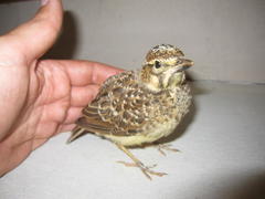 Galerida magnirostris magnirostris