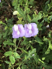 Centrosema virginianum