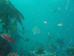 Chrysoblephus laticeps