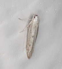 Haplochrois bipunctella