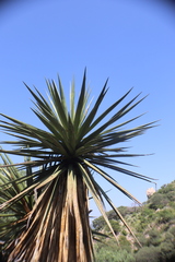 Yucca madrensis