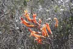 Tylecodon grandiflorus