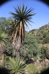 Yucca madrensis